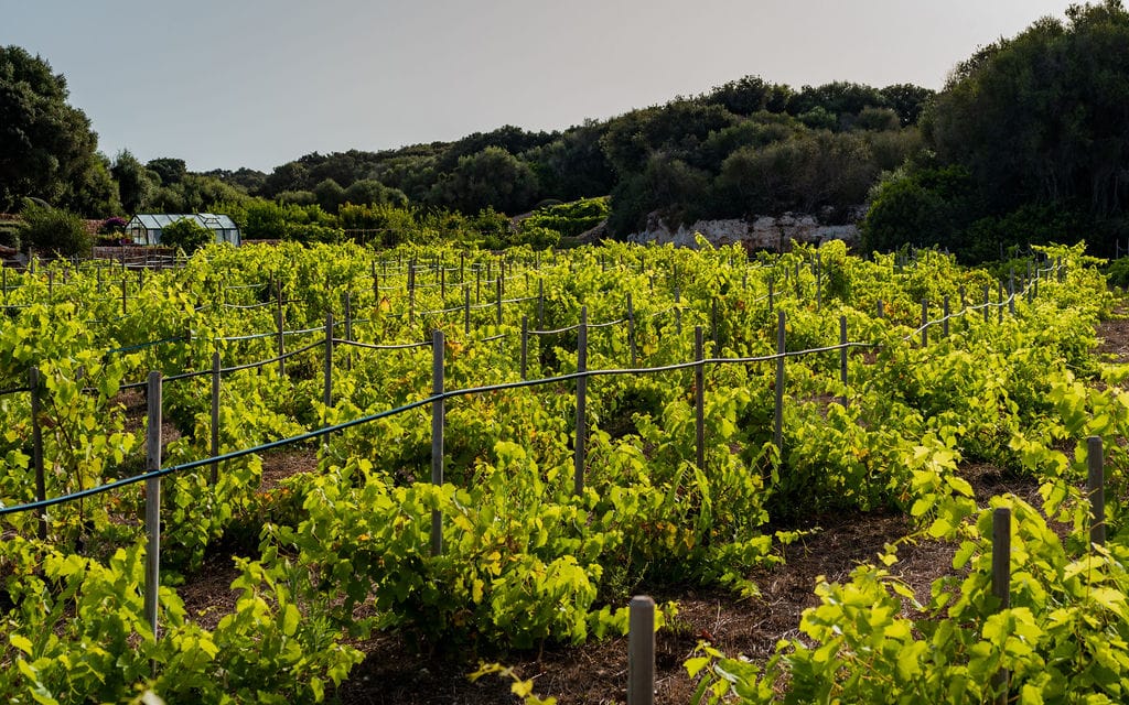 Gardens and outdoor spaces at finca Son Bonaventura, Menorca